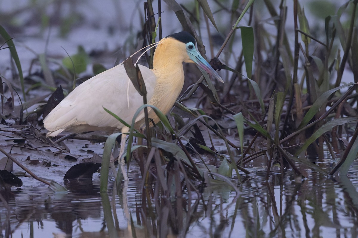 Capped Heron - ML631715911