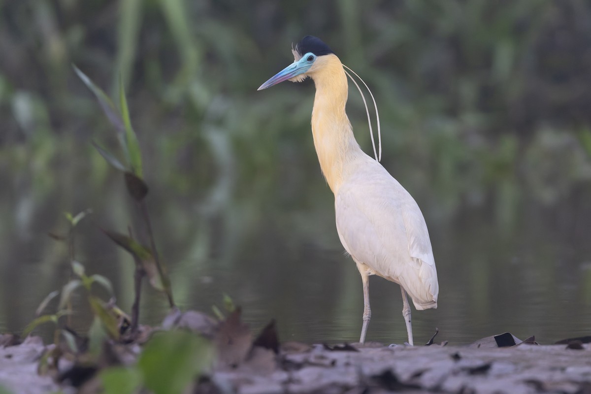 Capped Heron - ML631715913