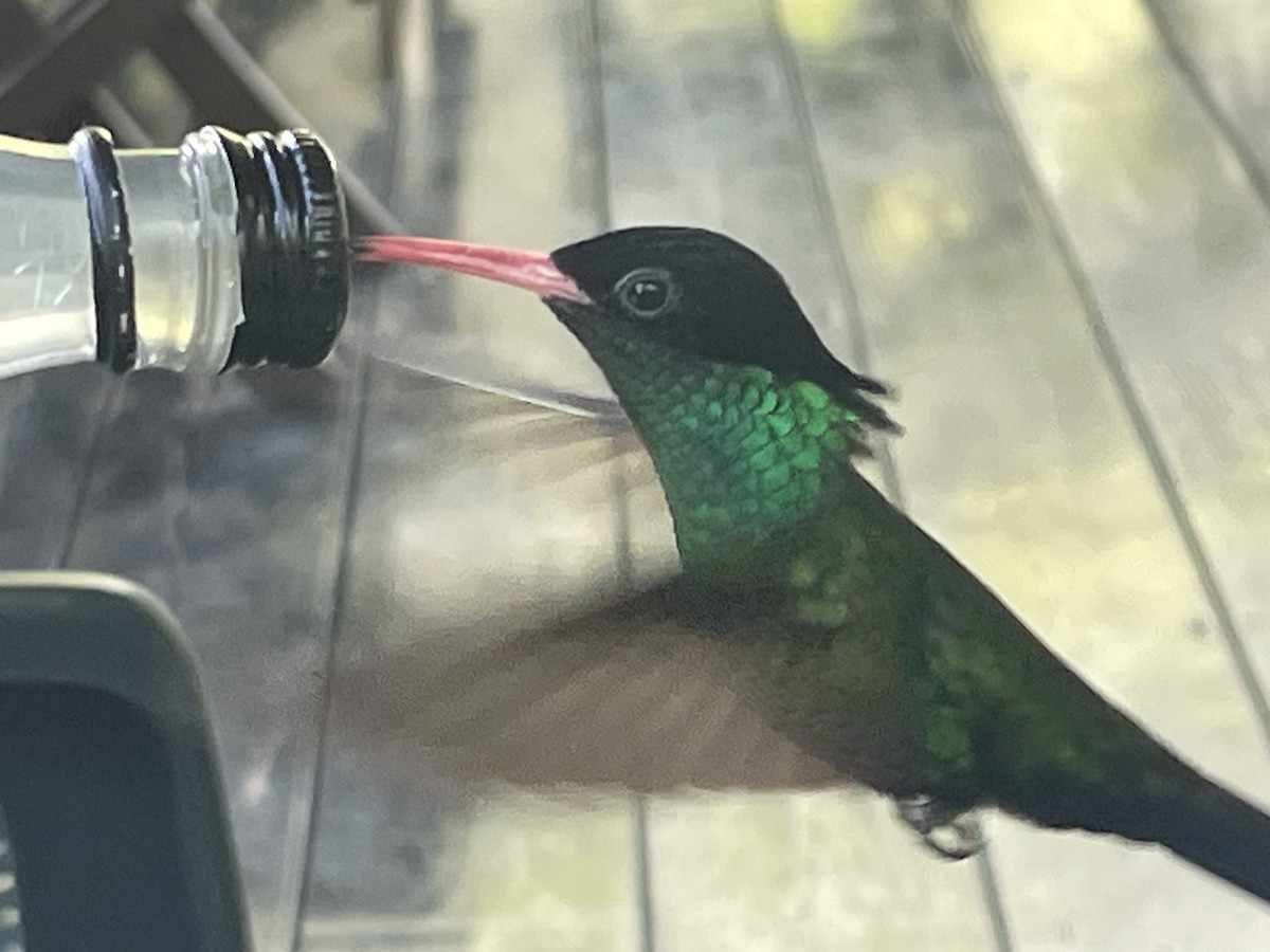 Red-billed Streamertail - ML631715987