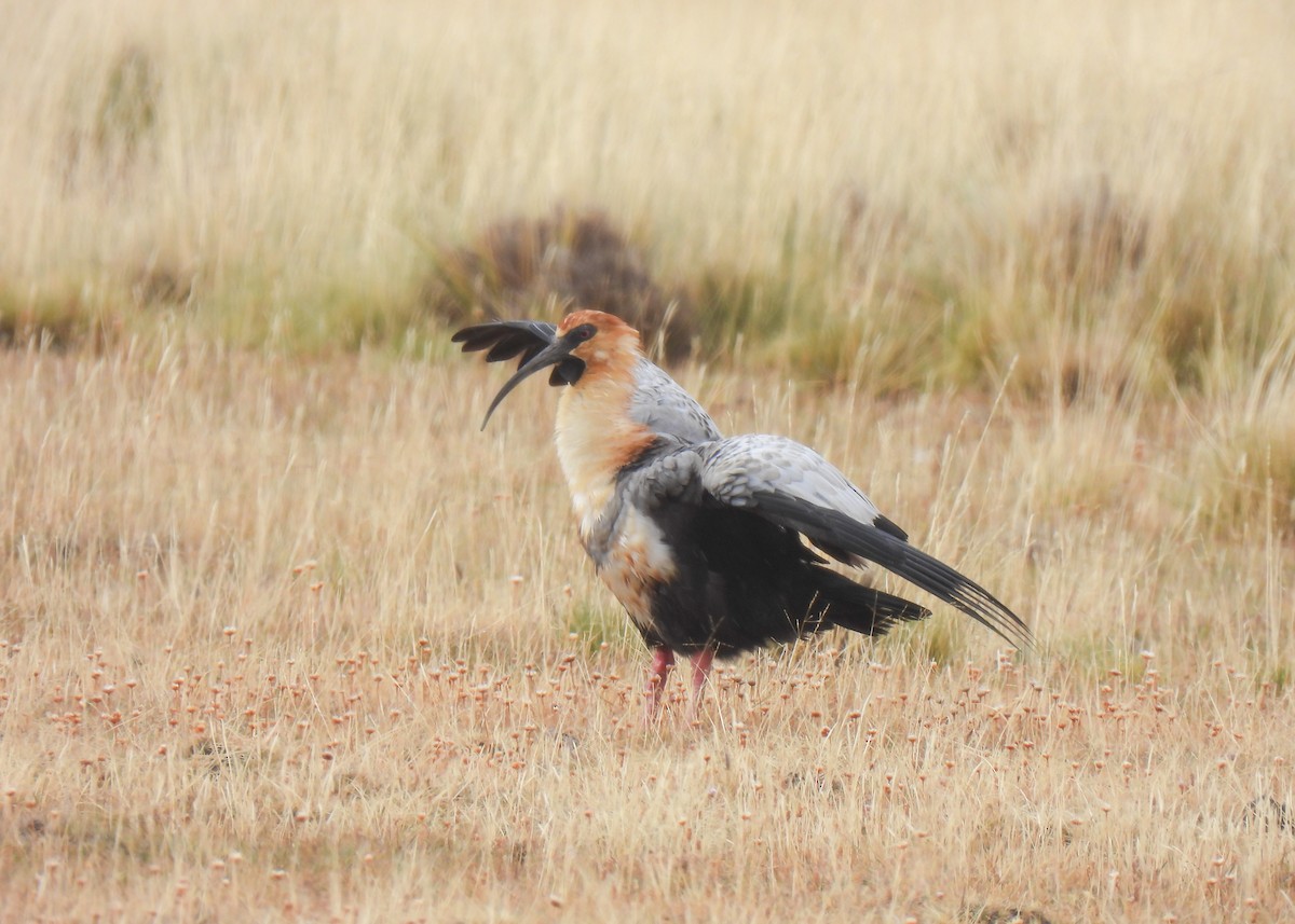 Black-faced Ibis - ML631716023