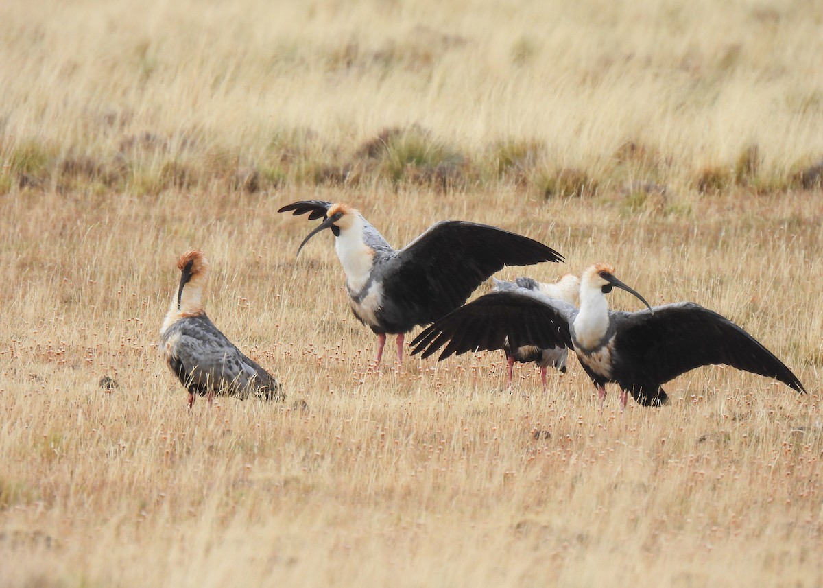 Black-faced Ibis - ML631716026