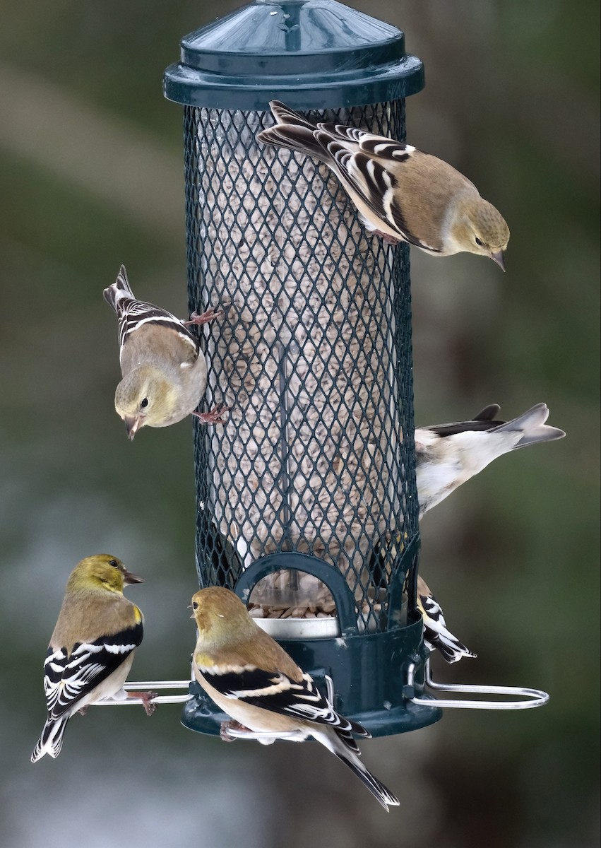 American Goldfinch - ML631716044