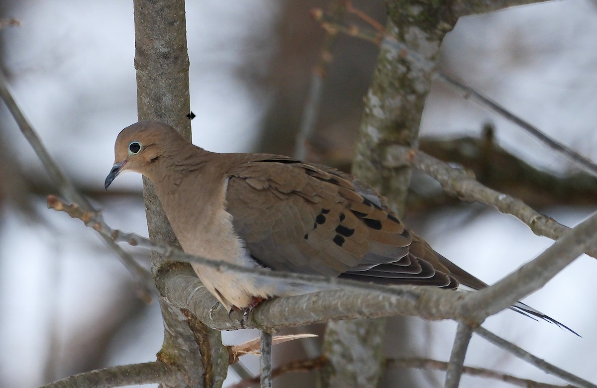 Mourning Dove - ML631716059