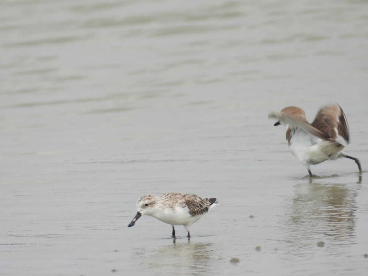 琵嘴鷸 - ML631716194