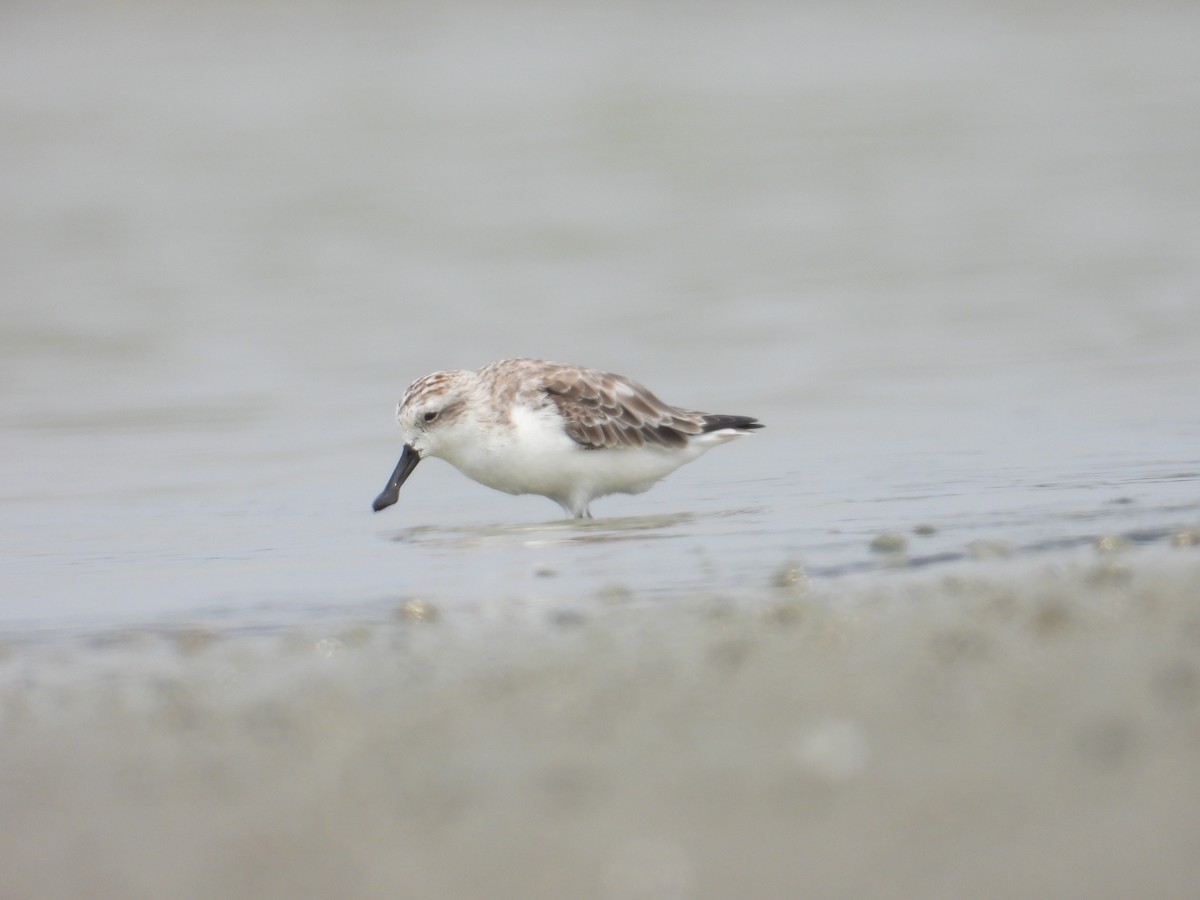 琵嘴鷸 - ML631716195