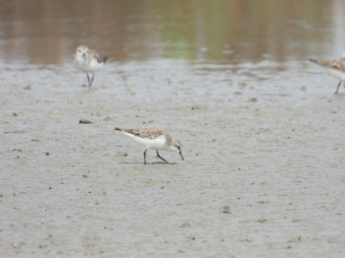 琵嘴鷸 - ML631716196