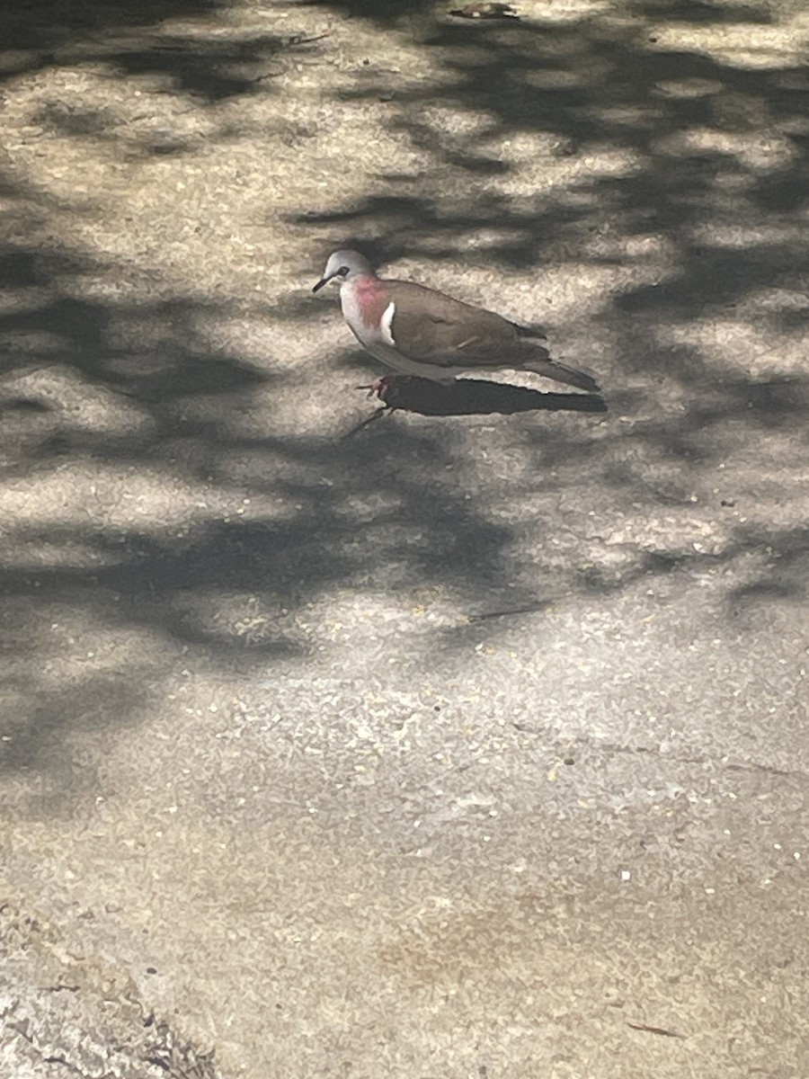 Caribbean Dove - ML631716248