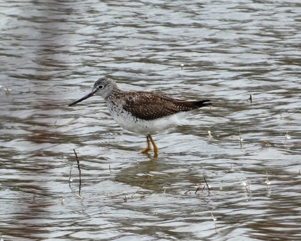 Greater Yellowlegs - John Gustafson