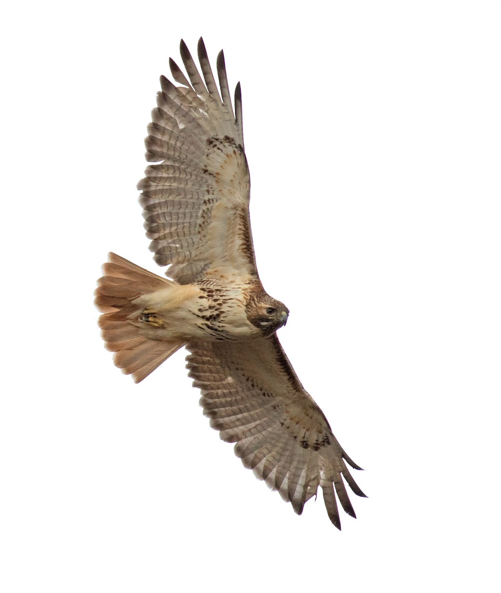 Red-tailed Hawk (borealis) - ML631716331