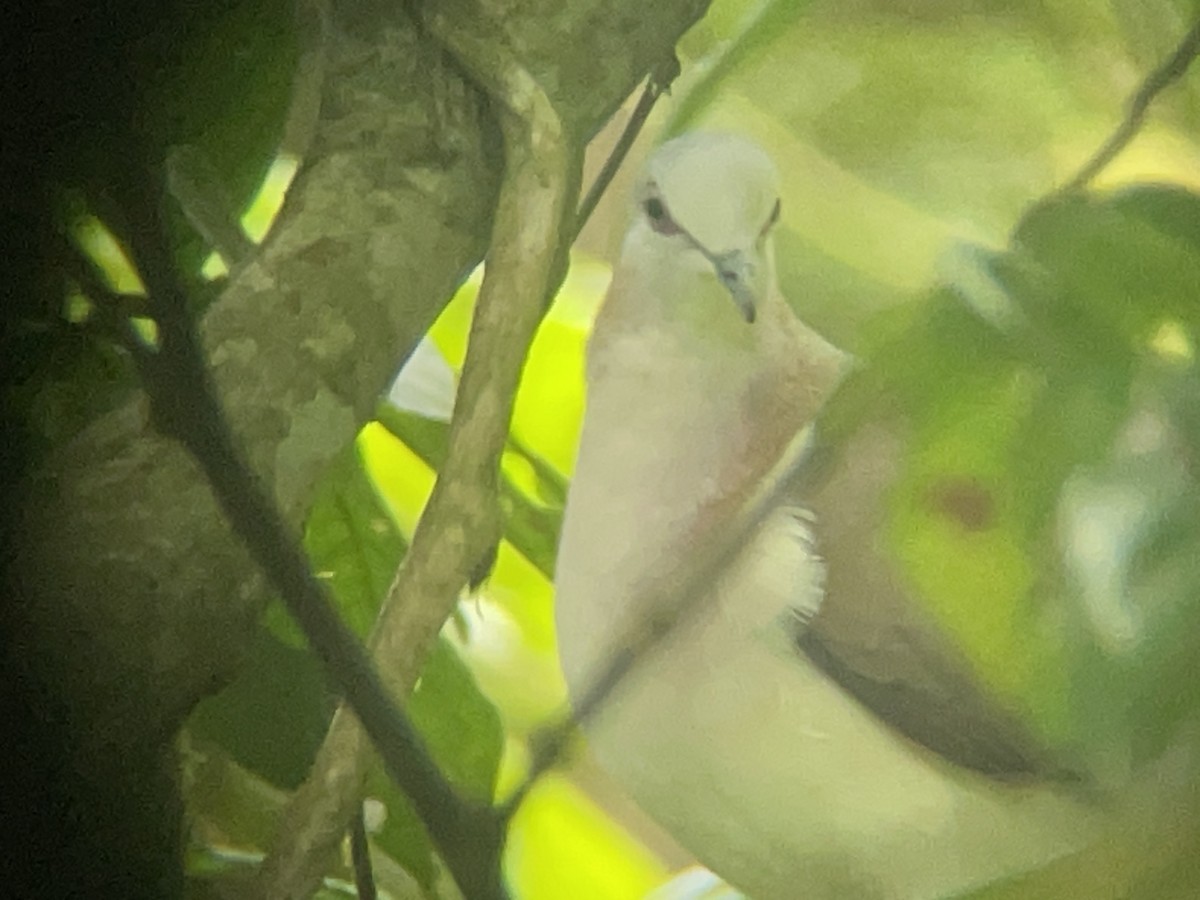 Caribbean Dove - ML631716569