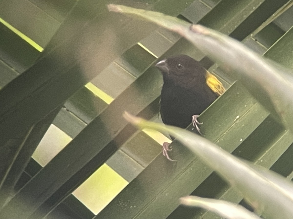 Yellow-shouldered Grassquit - ML631716633