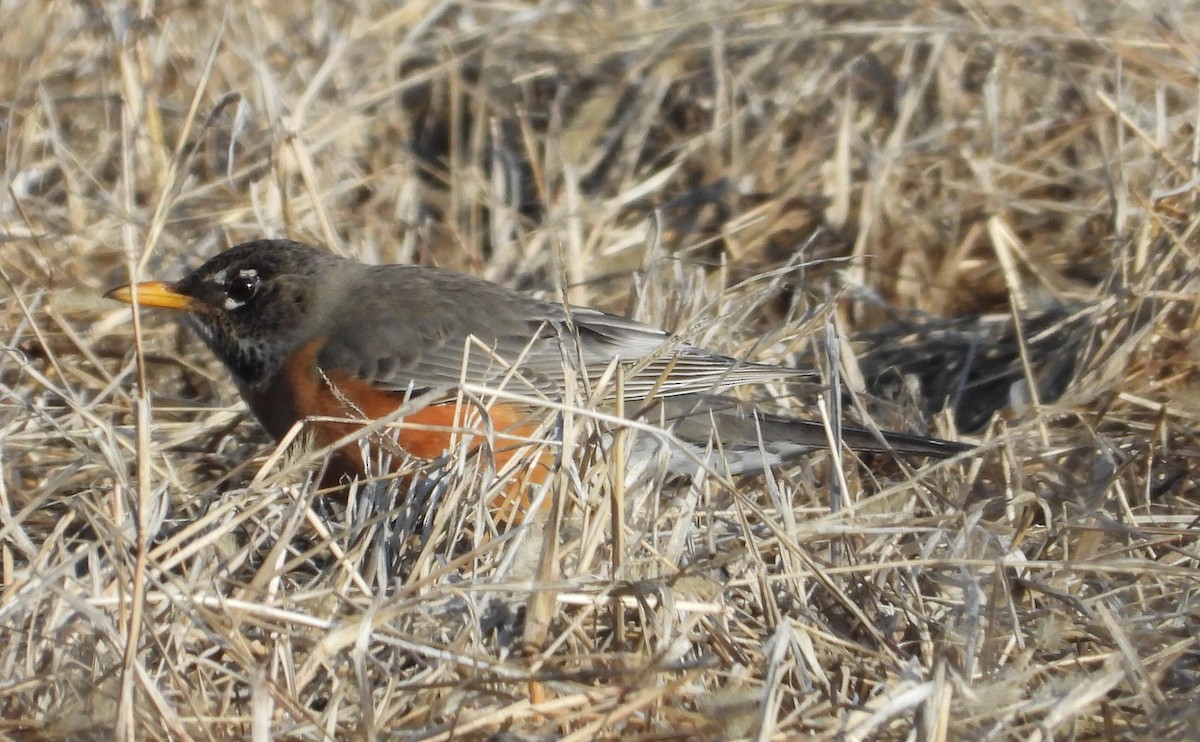 American Robin - ML631716637
