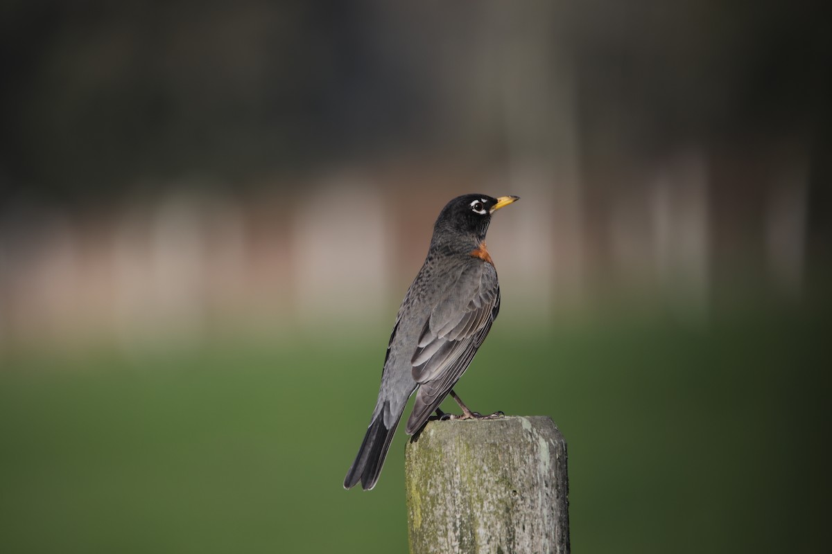 American Robin - ML631716687