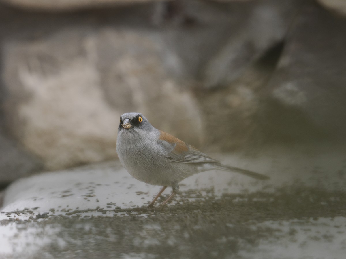 Yellow-eyed Junco - ML631716703