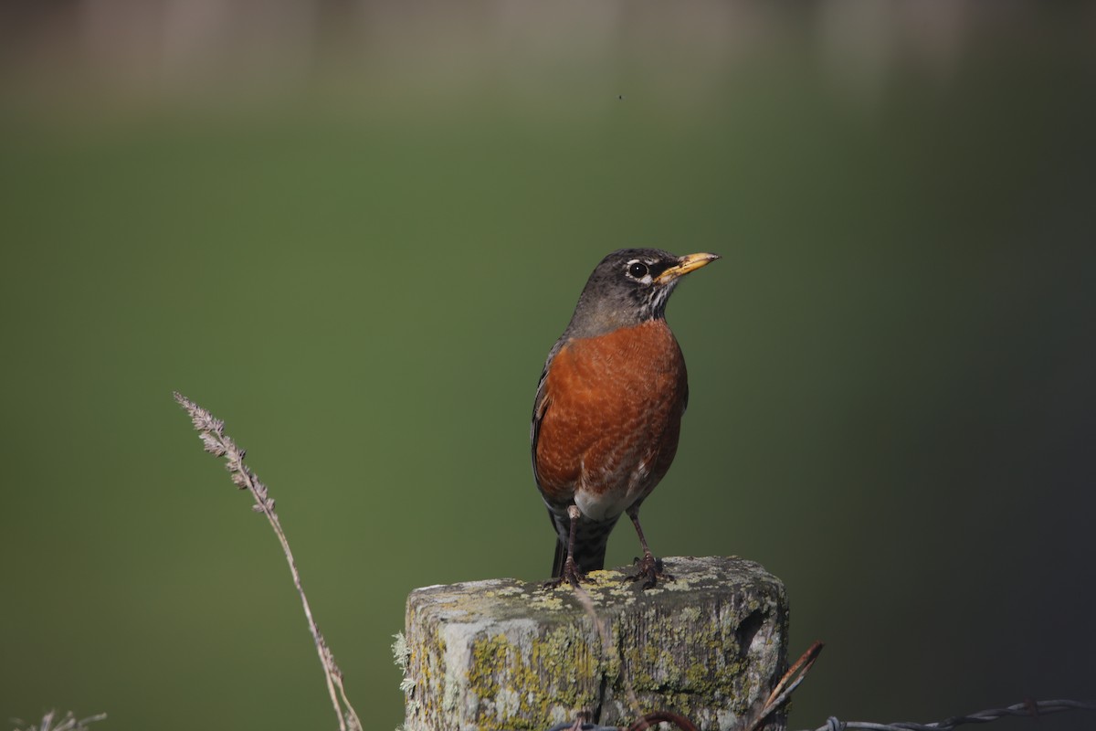 American Robin - ML631716714