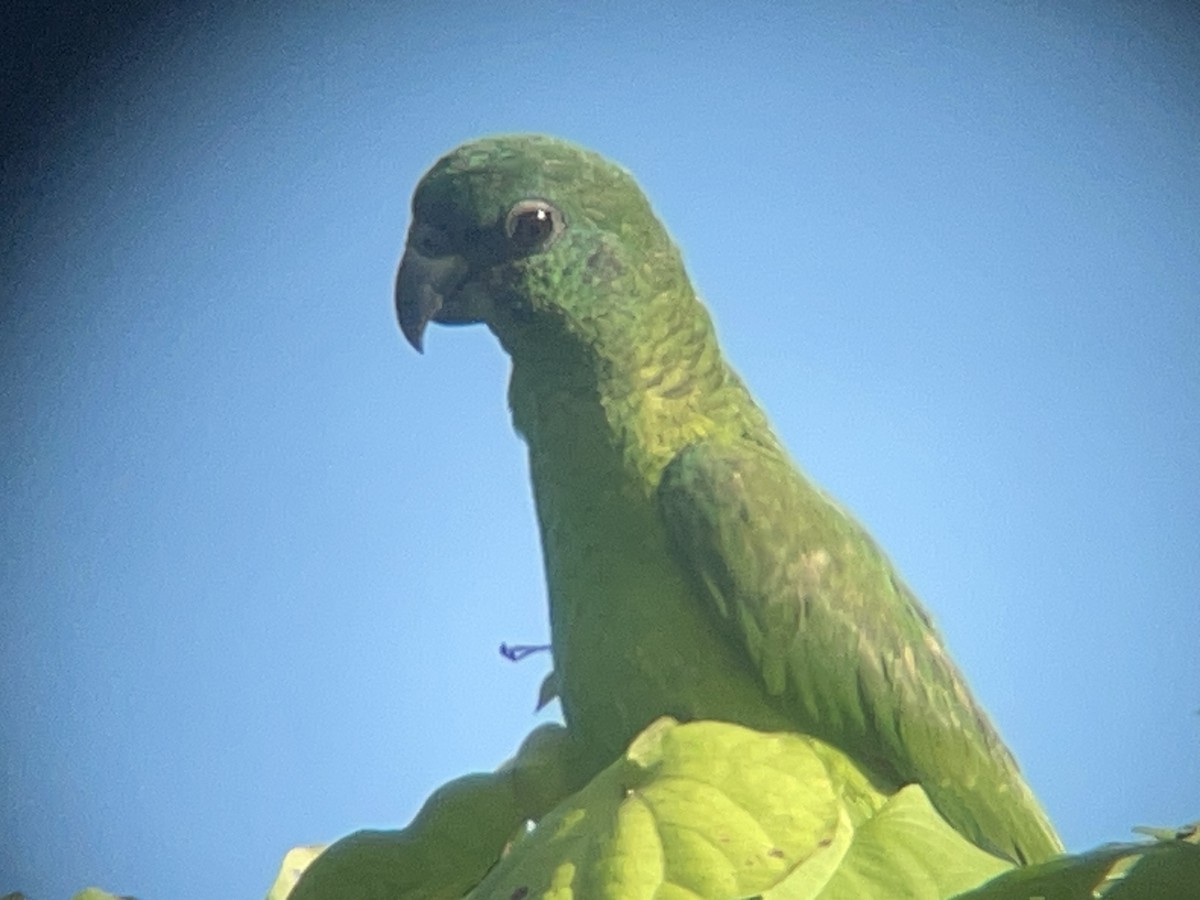 Black-billed Amazon - ML631716715