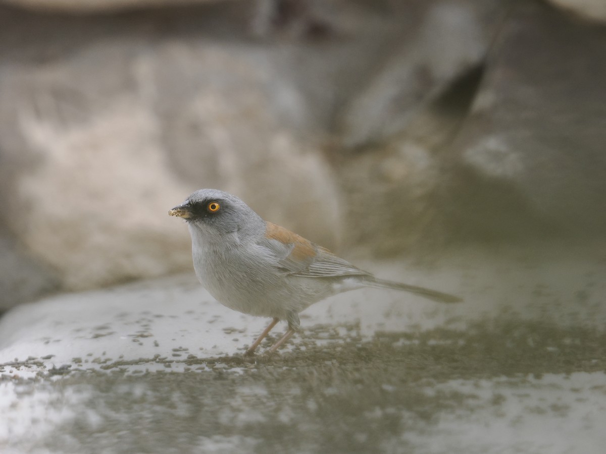 Yellow-eyed Junco - ML631716718