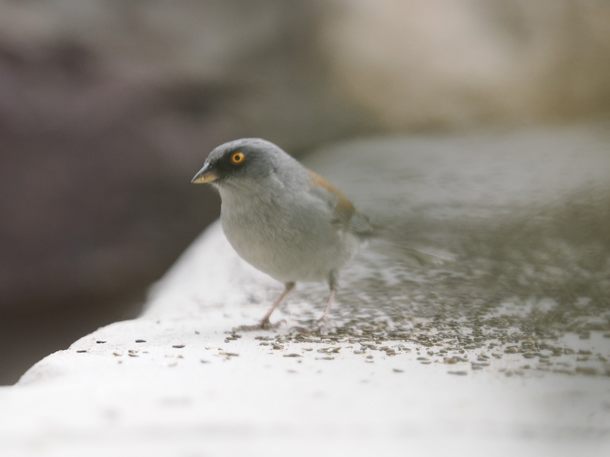 Yellow-eyed Junco - ML631716738
