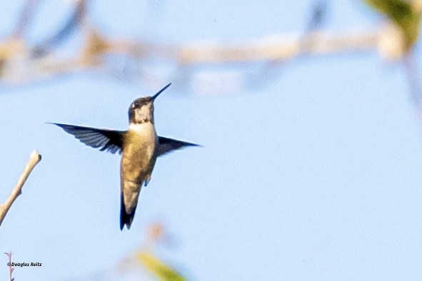 Plain-capped Starthroat - ML631716791