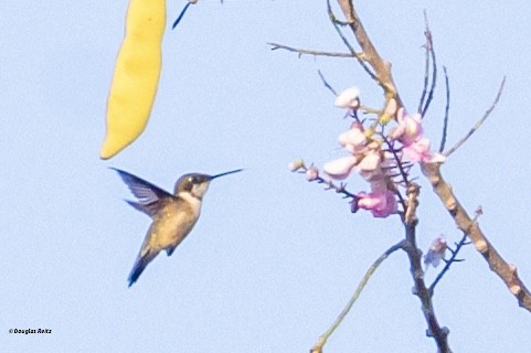 Plain-capped Starthroat - ML631716792