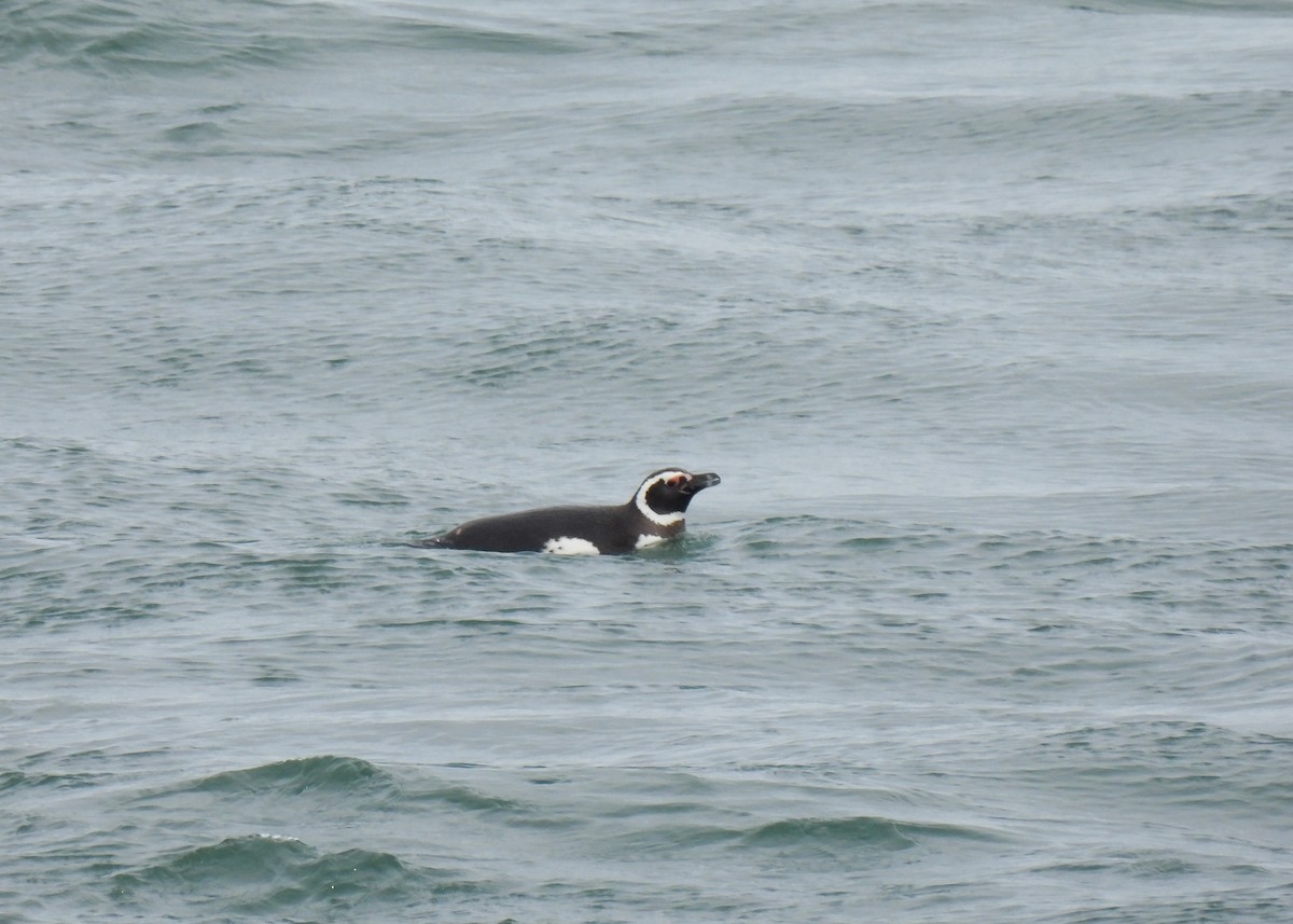 Magellanic Penguin - ML631716805