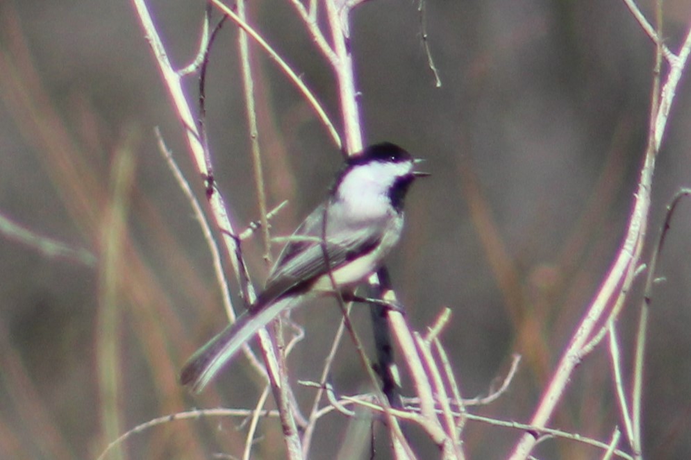 Black-capped Chickadee - ML631716947