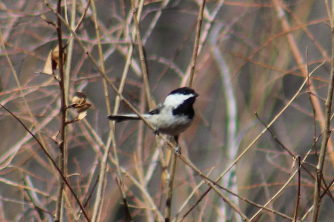 Black-capped Chickadee - ML631716948
