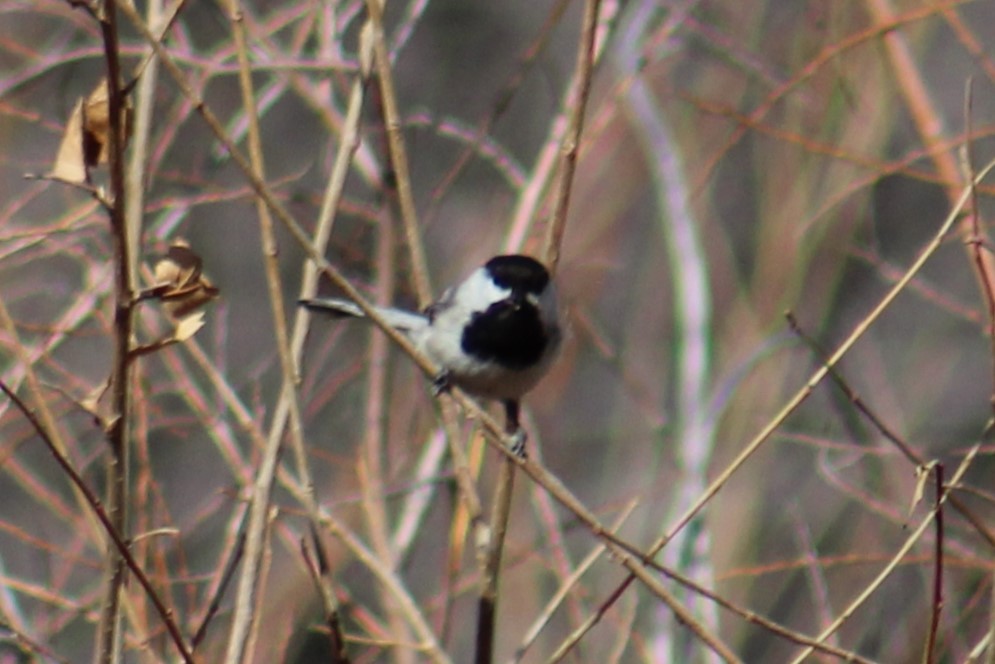 Black-capped Chickadee - ML631716949