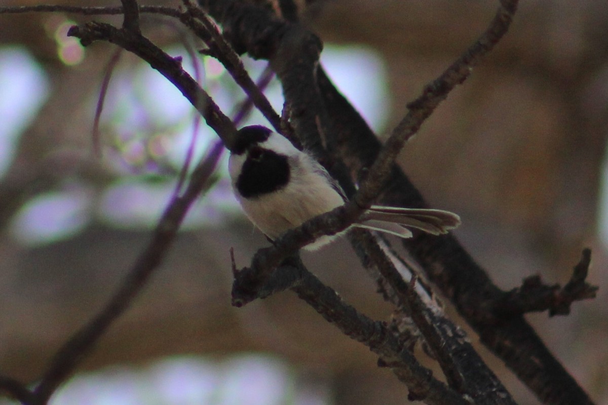 Black-capped Chickadee - ML631716950