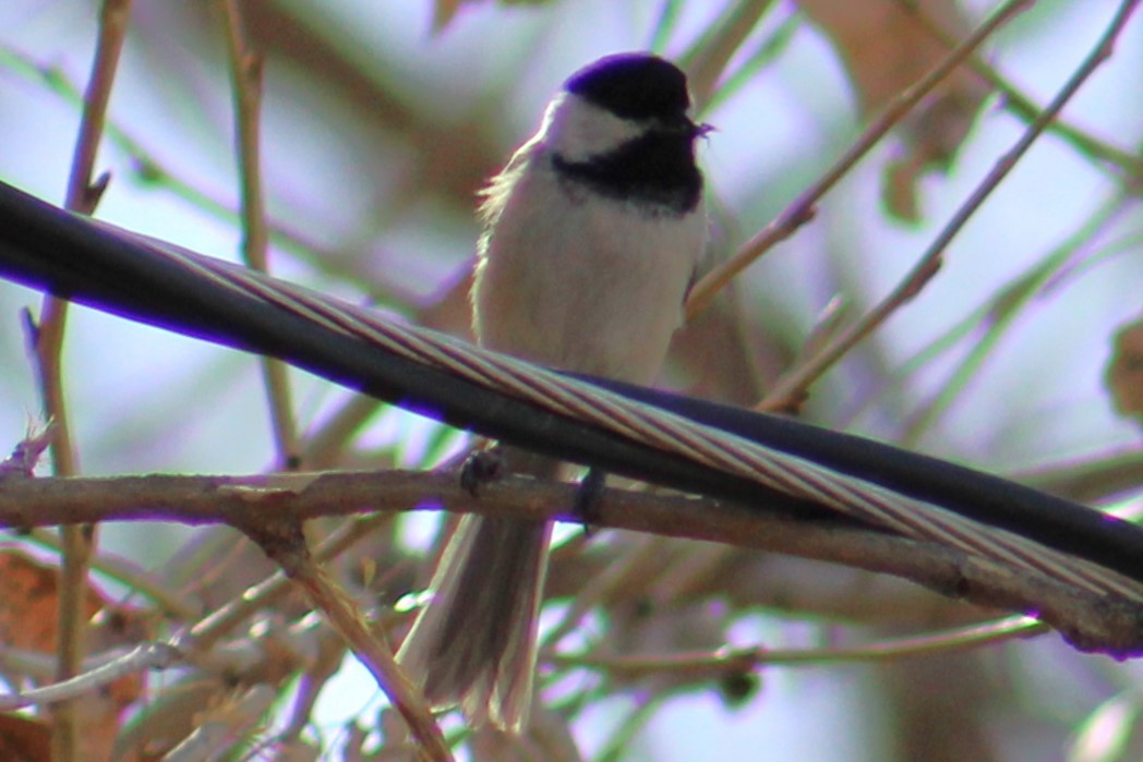 Black-capped Chickadee - ML631716952