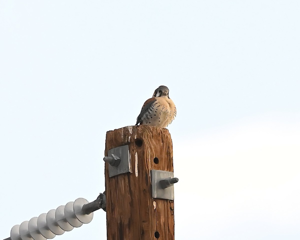 American Kestrel - ML631716959