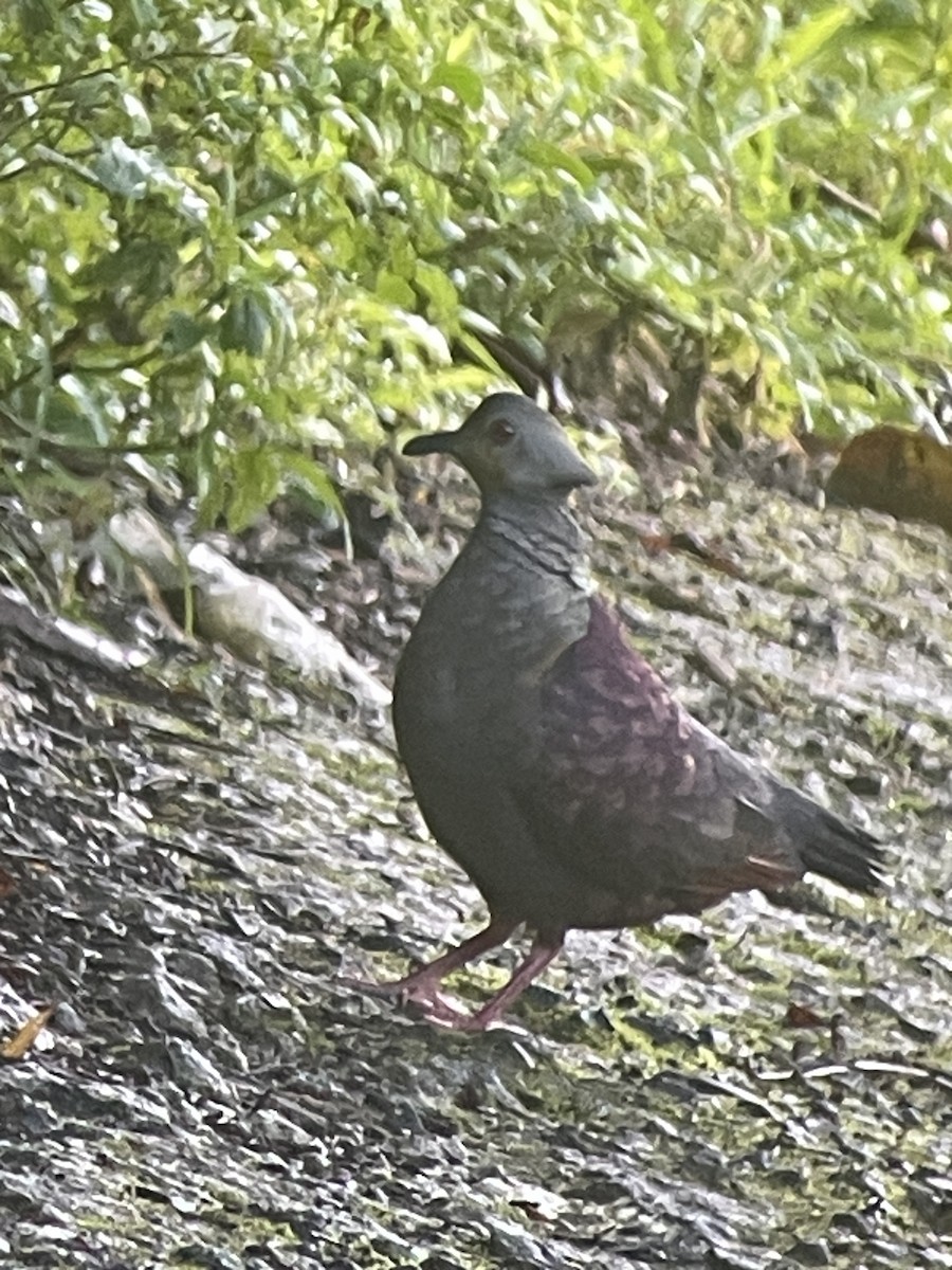 Crested Quail-Dove - ML631717001
