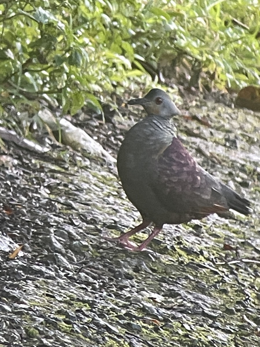 Crested Quail-Dove - ML631717002