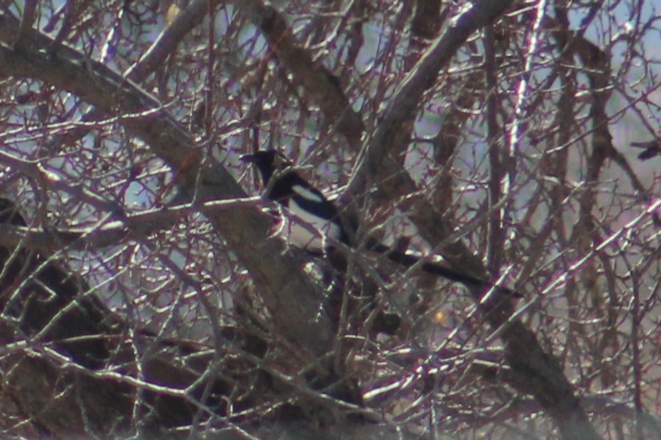 Black-billed Magpie - ML631717017