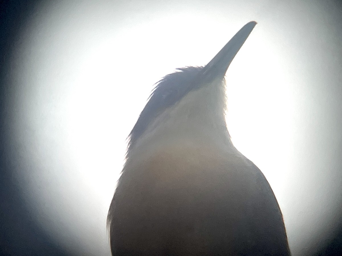 Jamaican Lizard-Cuckoo - ML631717152