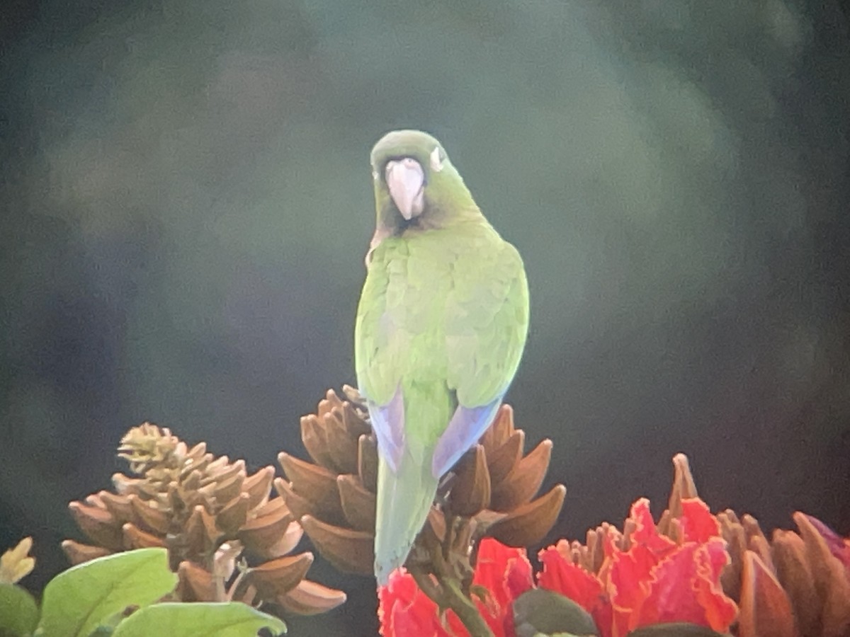 Olive-throated Parakeet - ML631717274