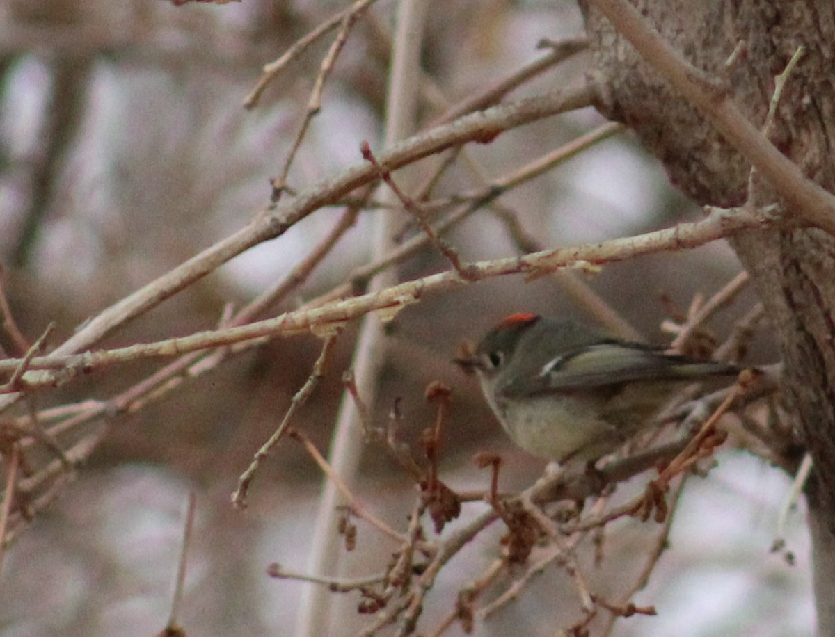 Ruby-crowned Kinglet - ML631717275