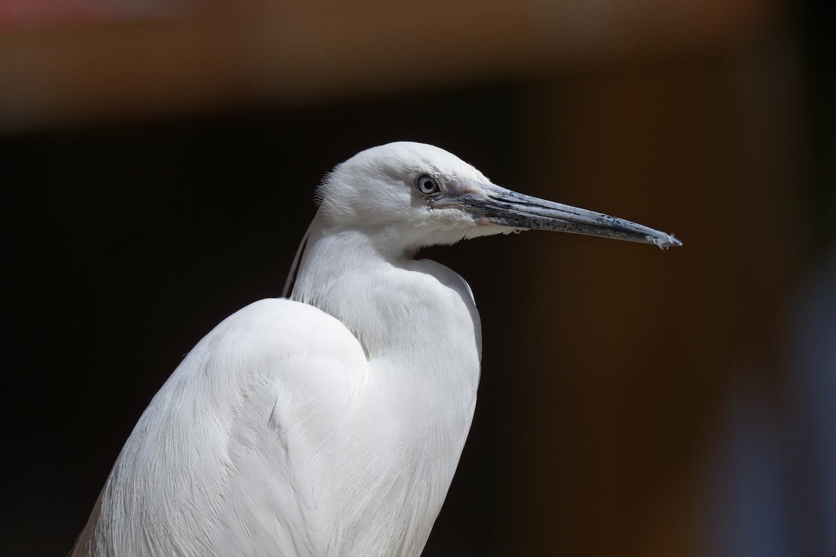 Little Egret - ML631717298
