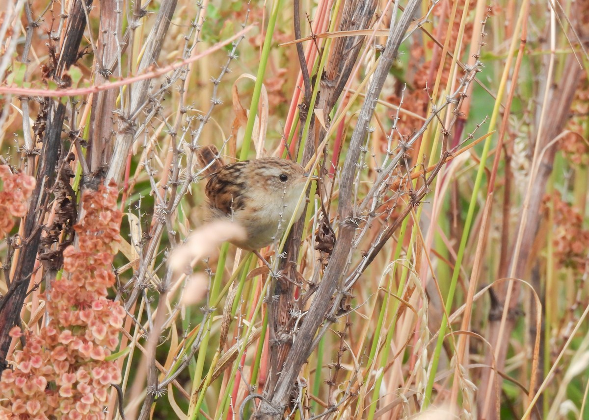 Grass Wren (Austral) - ML631717323