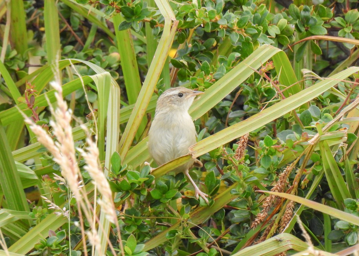 Grass Wren (Austral) - ML631717324