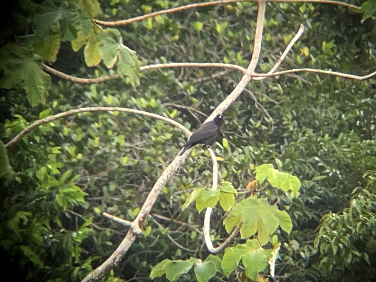 Jamaican Crow - ML631717333