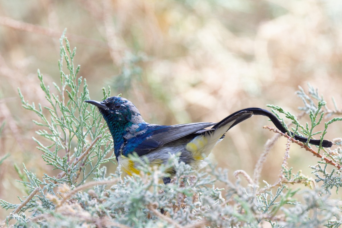 Nile Valley Sunbird - ML631717348