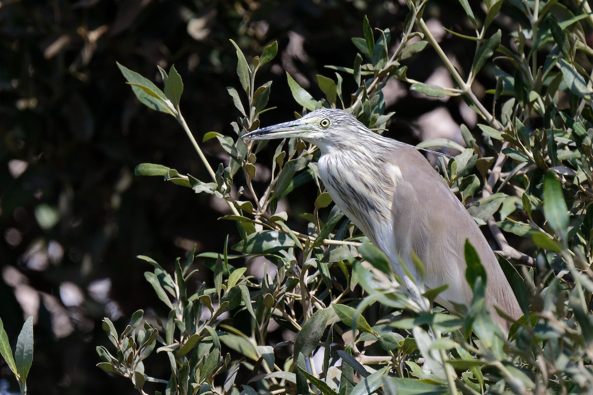 Squacco Heron - ML631717373