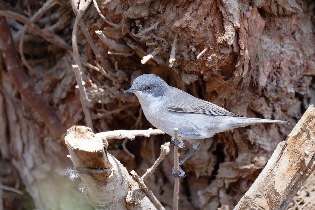 Lesser Whitethroat - ML631717385