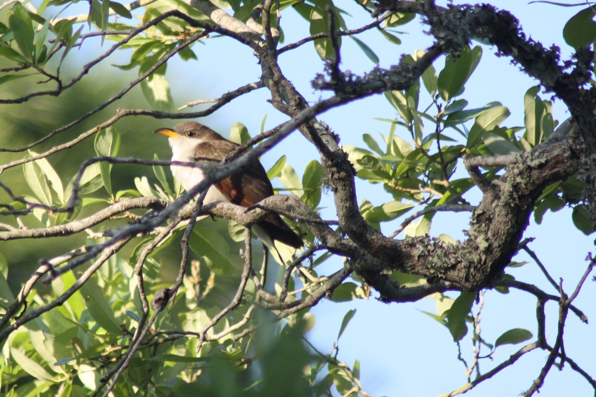 Yellow-billed Cuckoo - ML631717414