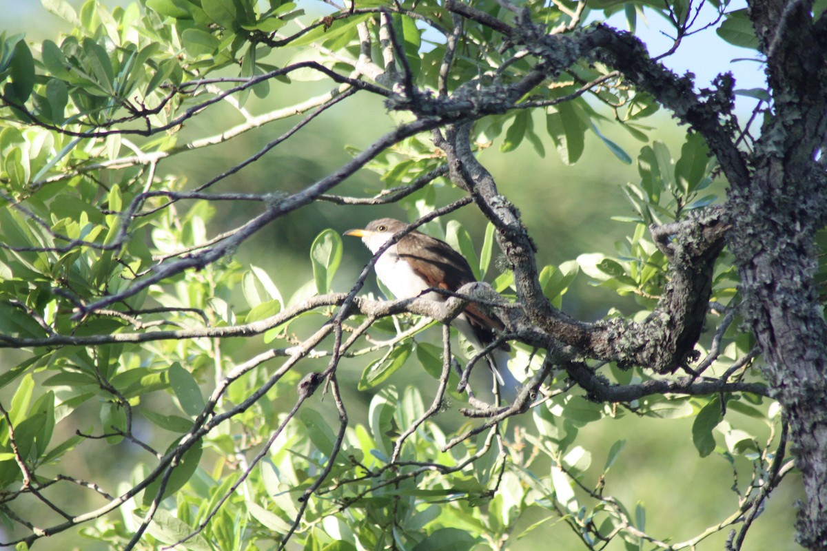 Yellow-billed Cuckoo - ML631717417