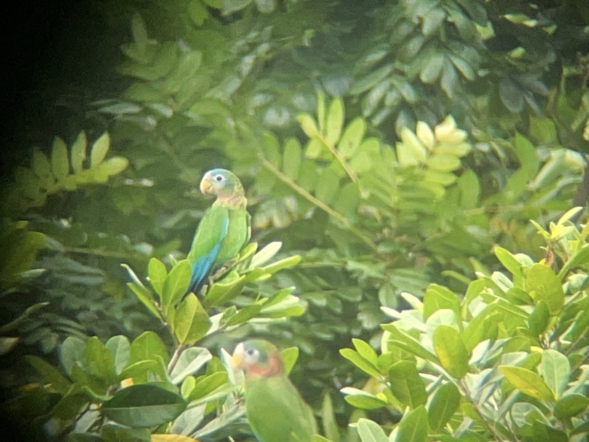 Yellow-billed Amazon - ML631717514