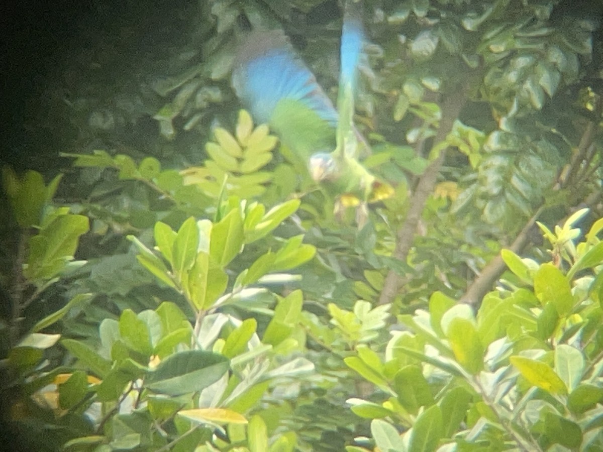 Yellow-billed Amazon - ML631717515