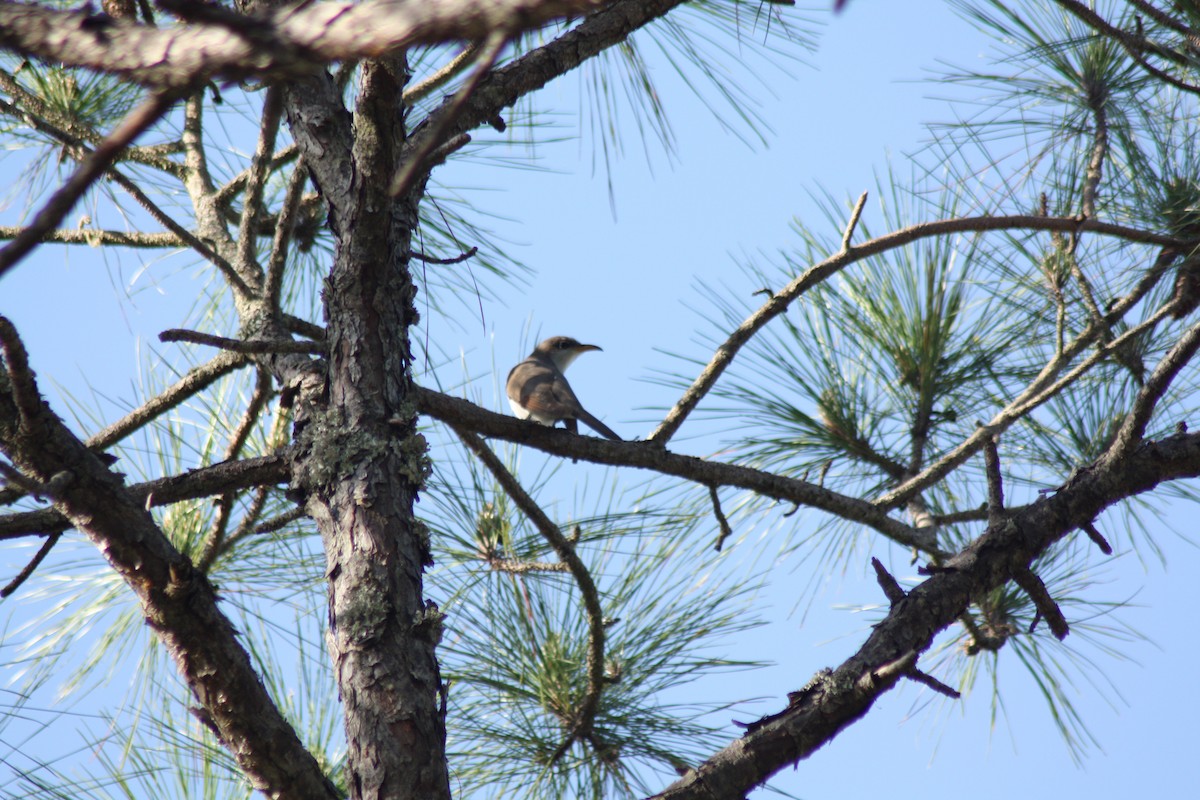 Yellow-billed Cuckoo - ML631717703