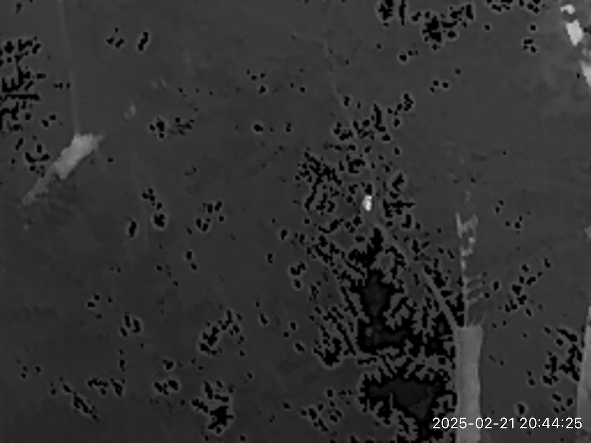 Northern Potoo (Caribbean) - ML631717743